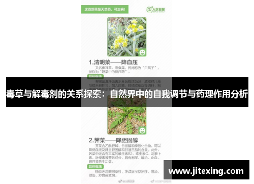 毒草与解毒剂的关系探索：自然界中的自我调节与药理作用分析